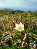 20240816 Bergheide mit Brockenanemone Katja Osterloh