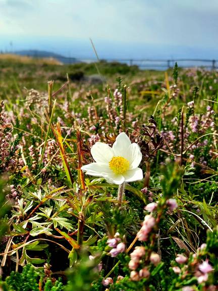 Bergheide mit Brockenanemone (Pulsatilla alpina subsp. alba) 20240816 Bergheide mit Brockenanemone Katja Osterloh
