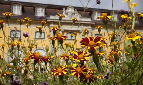 Mosigkau Blumen Südseite KsDW
