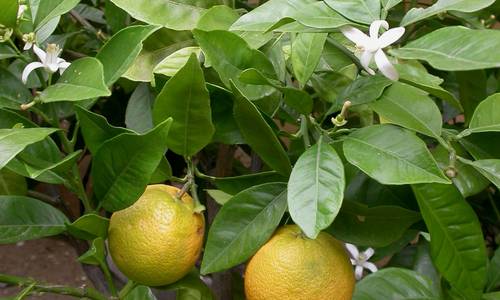 Orangen tragen gleichzeitig Früchte und Blüten KsDW