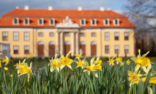 Narzissen am Schloss Mosigkau © KsDW, Bildarchiv, Peter Dafinger